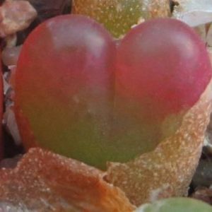 conophytum maughanii