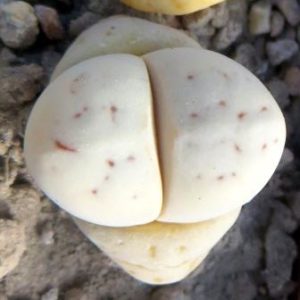 L 26-83 lithops ruschiorum ( Rossing mine)