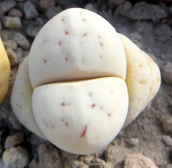 L 26-83 lithops ruschiorum ( Rossing mine)