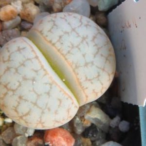 lithop pseudotruncatella farinosa c 245