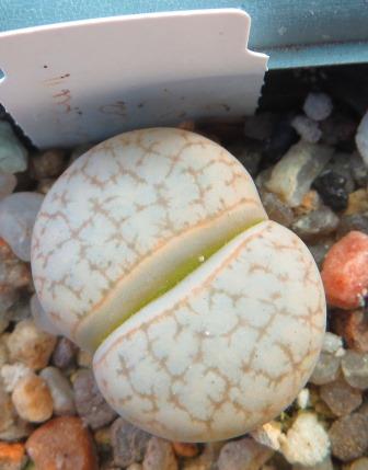 lithop pseudotruncatella farinosa c 245