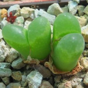 conophytum longum