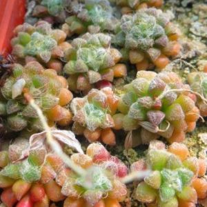 Anacampseros filamentosa var. tomentosa