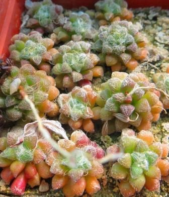 Anacampseros filamentosa var. tomentosa