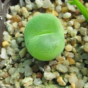 Conophytum subfenestratum