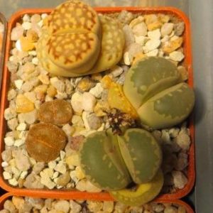 lithops mix