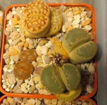 lithops mix