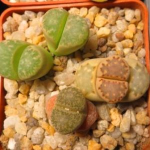 lithops mix