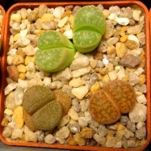 lithops mix