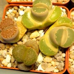 lithops mix