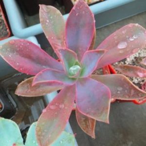 echeveria spec розпродаж!!!!