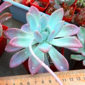 Echeveria   spec