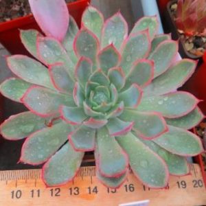 Echeveria Moon Gaddes