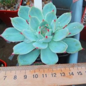 echeveria violet queen