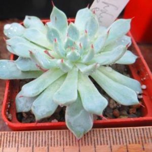 Echeveria *Pink zaragoza*