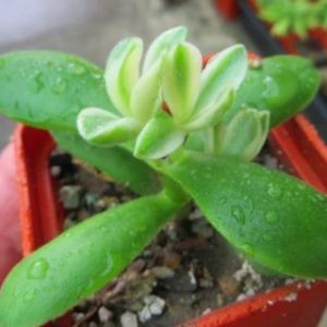 crassula atropurpurea muirii variegata