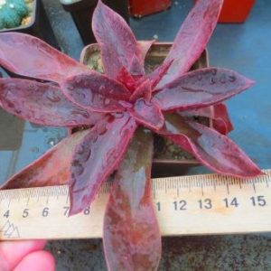 echeveria atropurpurea