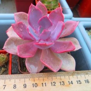 graptoveria debbie