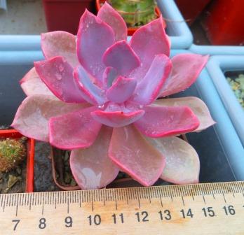 graptoveria debbie