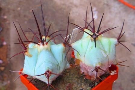 841.42 astrophytum crassispinum black LK 71 B