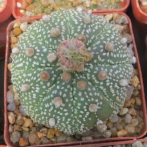 astrophytum asterias ooibo
