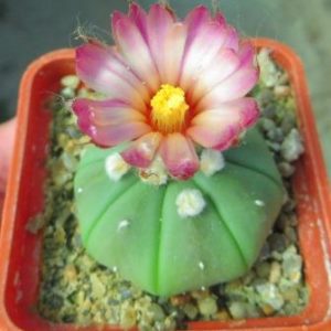 astrophytum asterias rote blüte