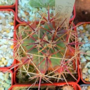 ferocactus gracilis