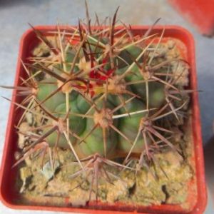 430 MG ferocactus Santa Maria