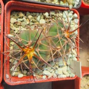 gymnocalycium cardenasianum