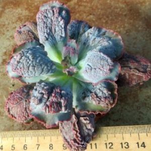 echeveria linguas