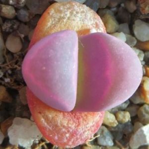 lithops optica rubra