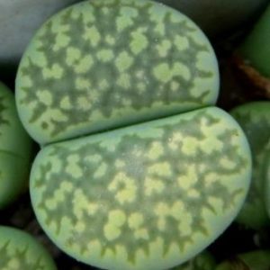 lithops salicola 'malachite'