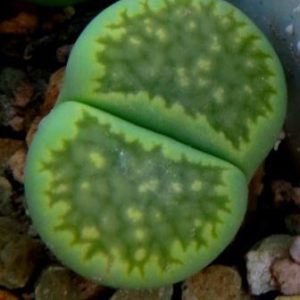 lithops julii fulleri green