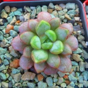 graptoveria amethorum