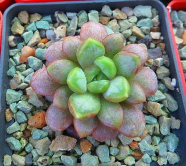 graptoveria amethorum