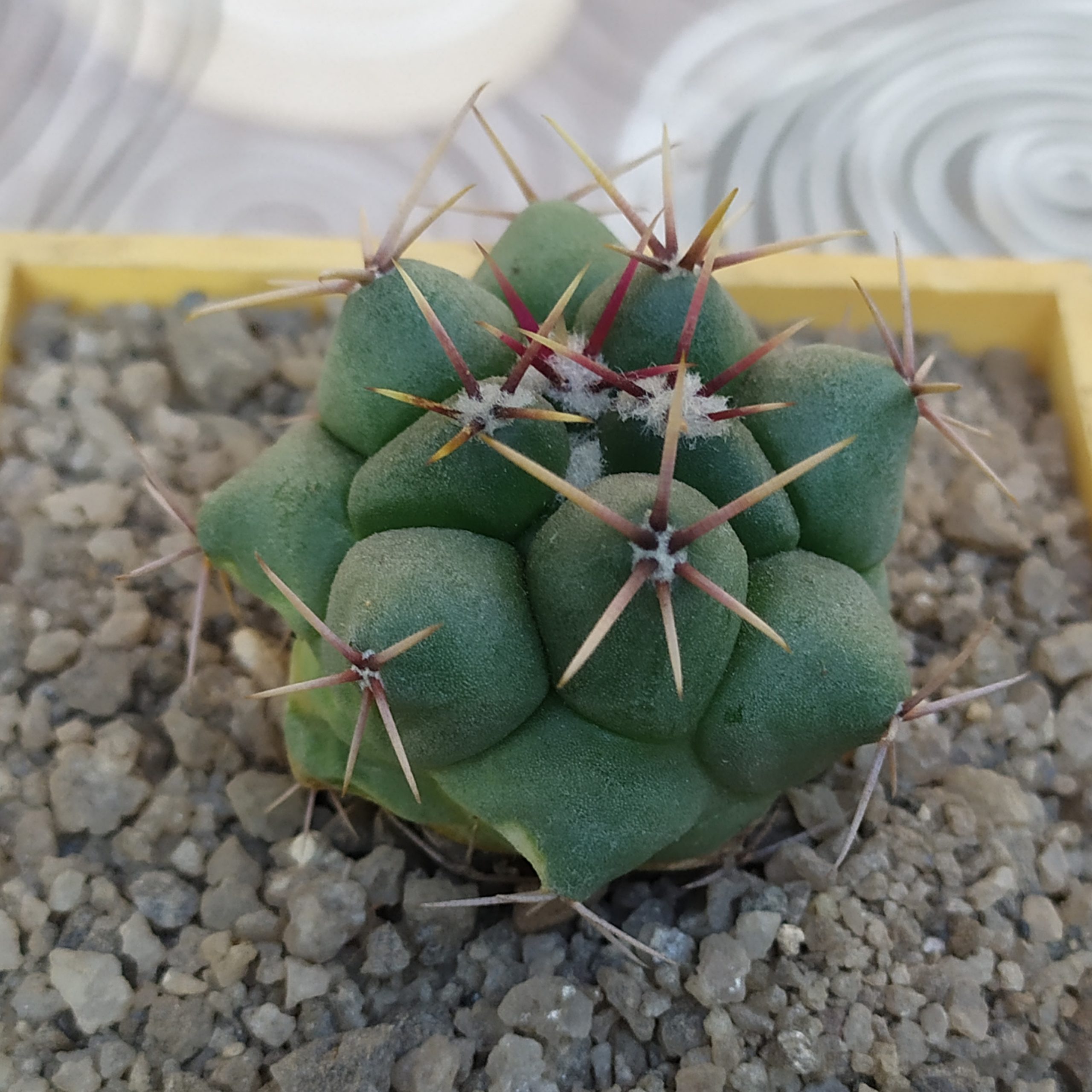 Thelocactus hexaedrophorus