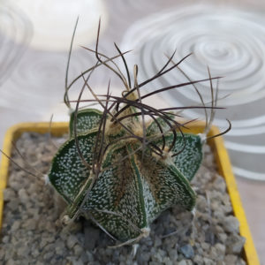 Astrophytum capricorne, blak spine