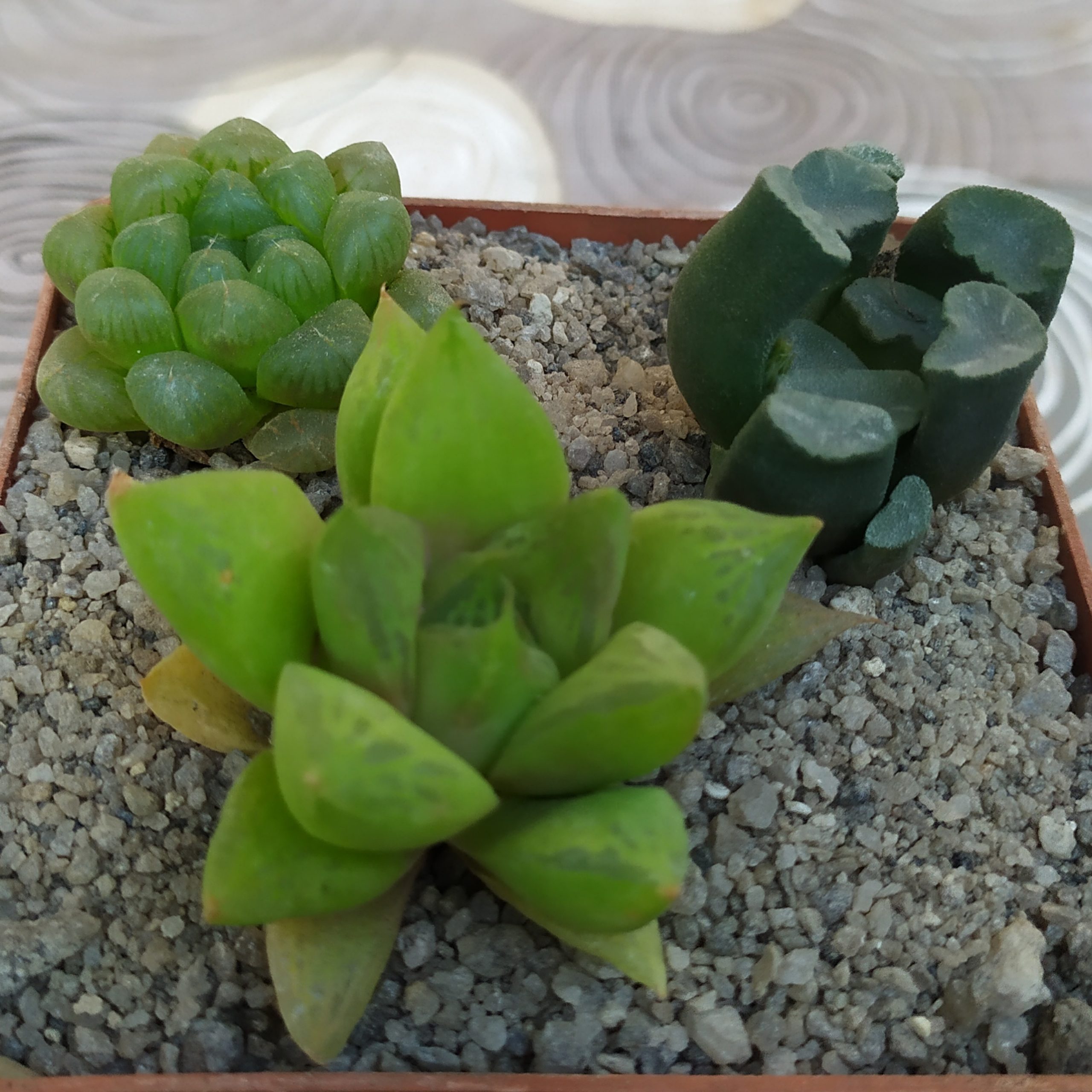 Haworthia hybr. cymbiformis x truncata