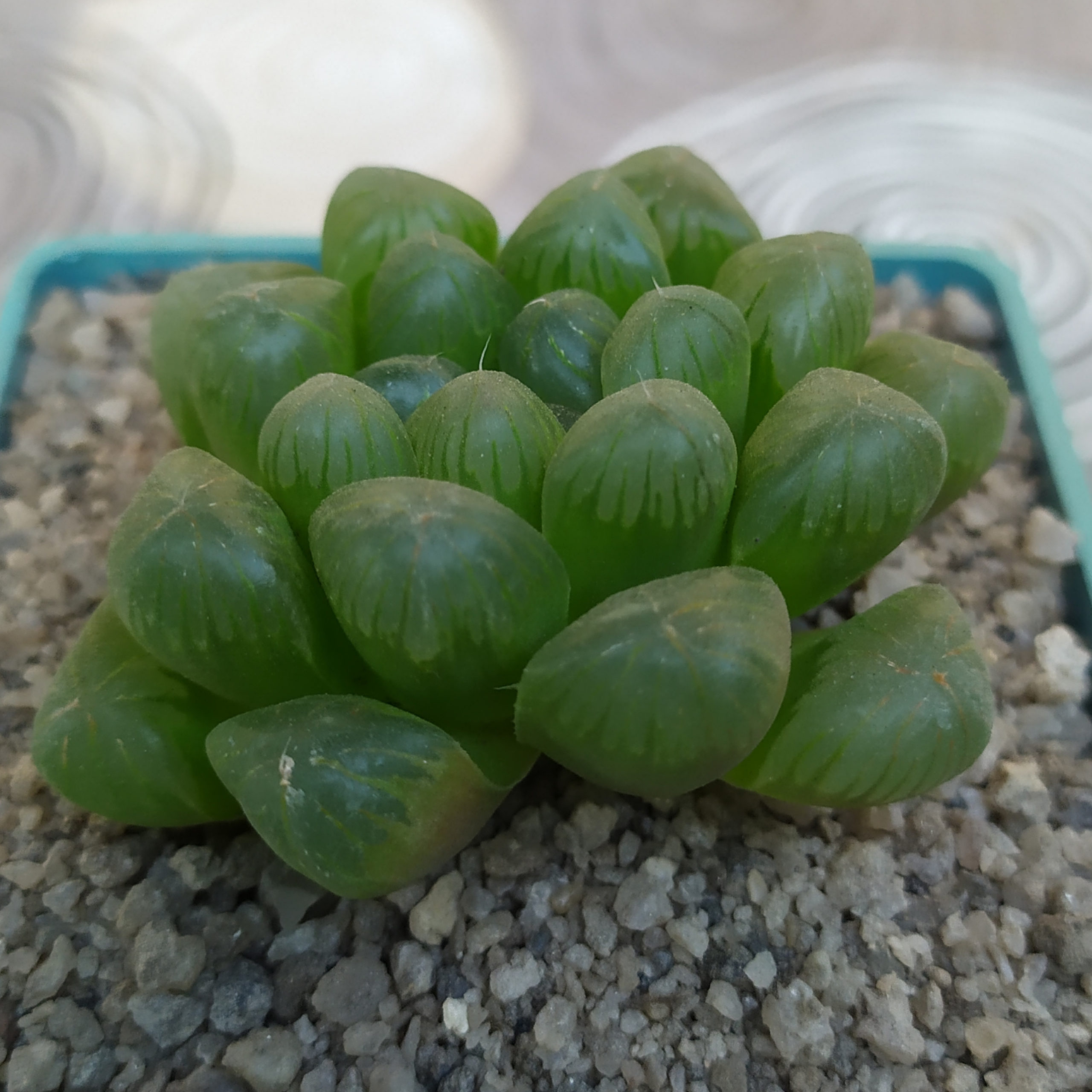 Haworthia cooperi