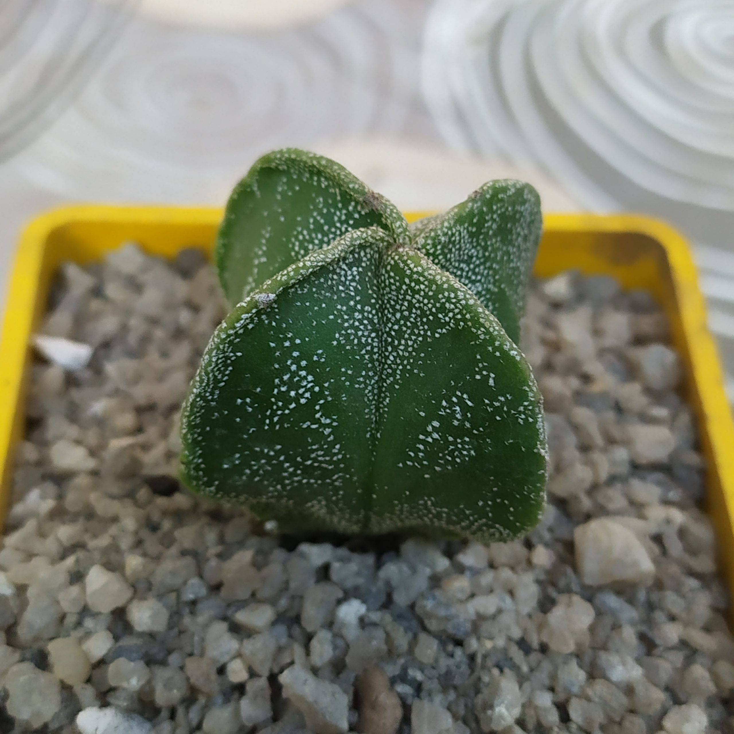 Astrophytum myriostigma quadricostatum
