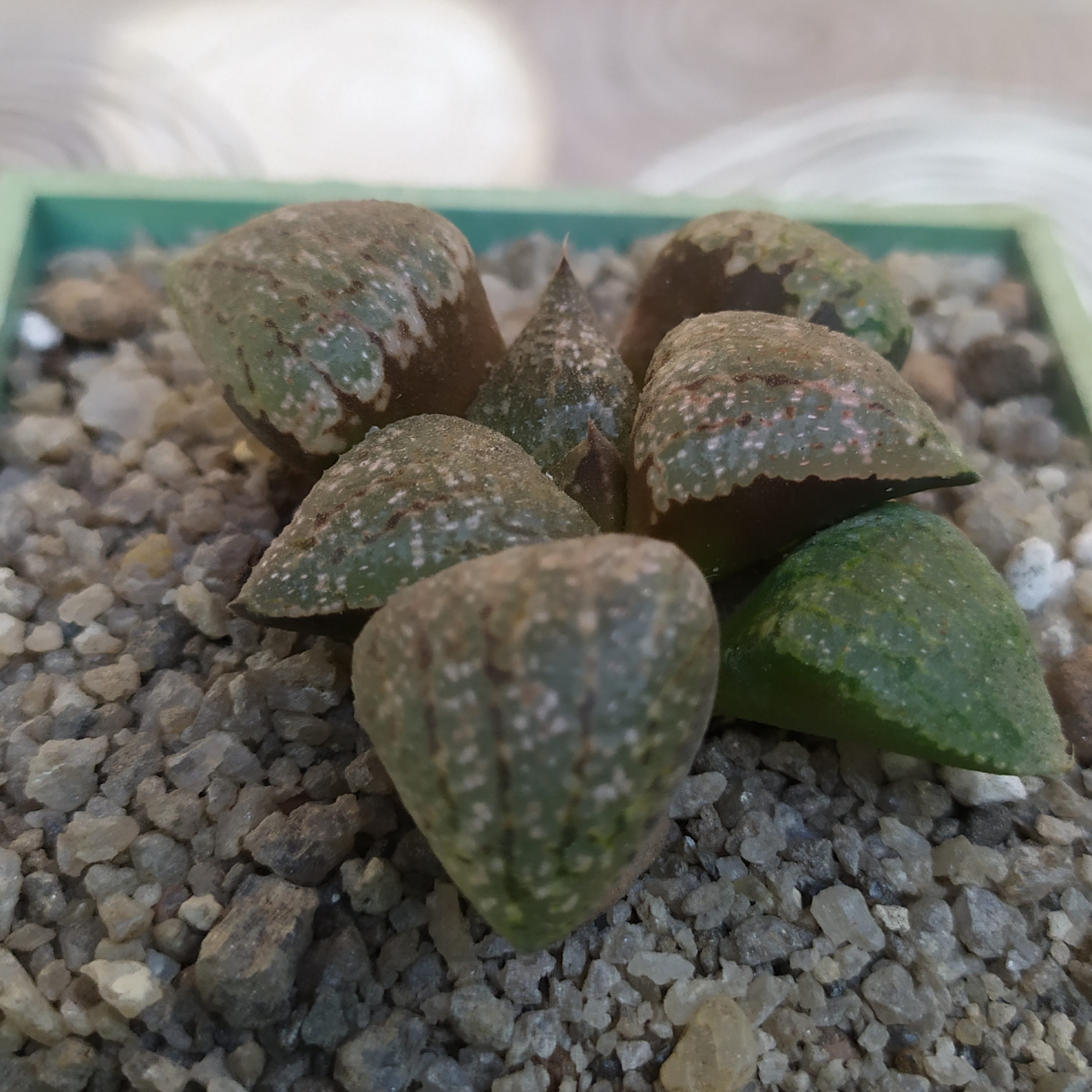 Haworthia emelyae MG