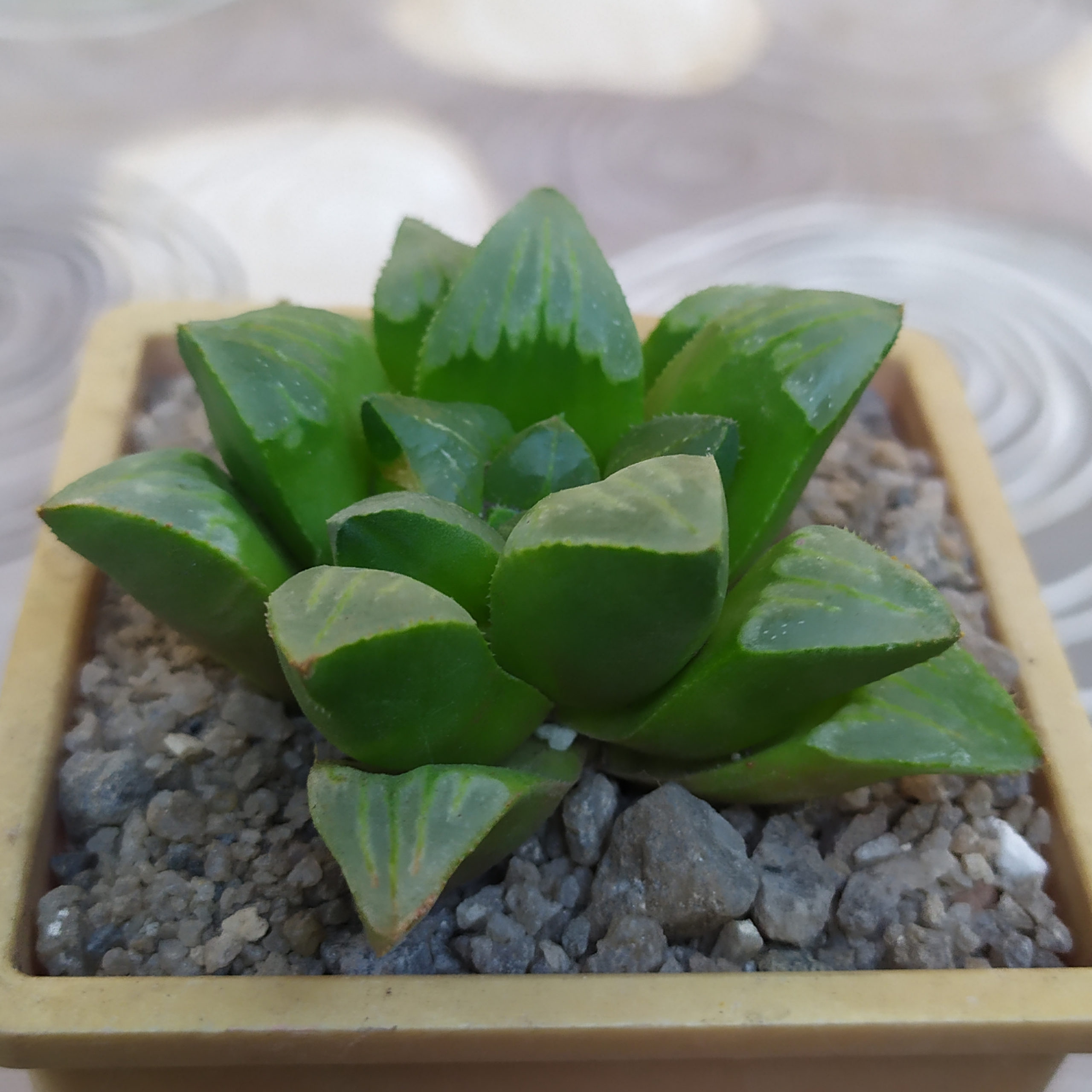 Haworthia pygmaea