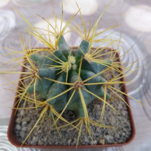 Ferocactus glaucescens