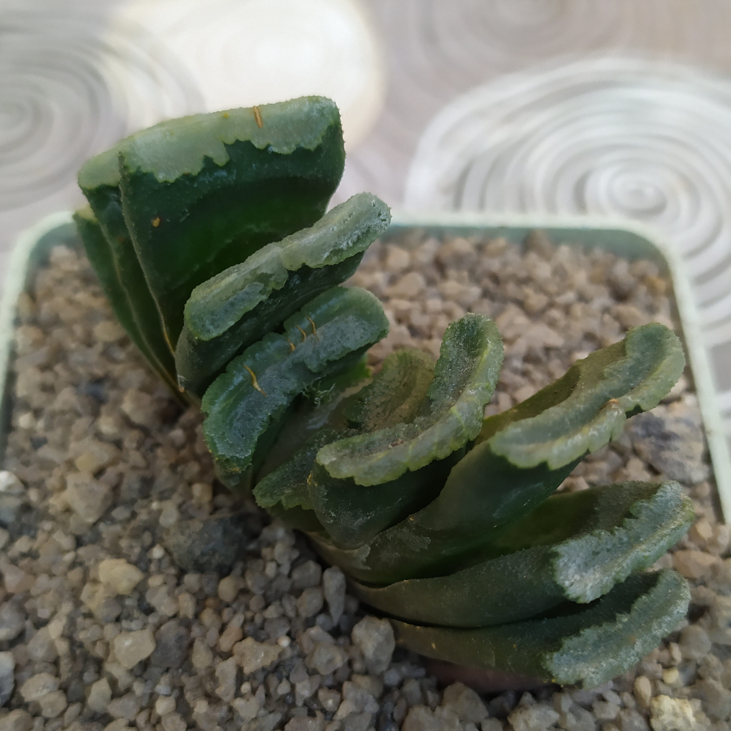 Haworthia truncata MG