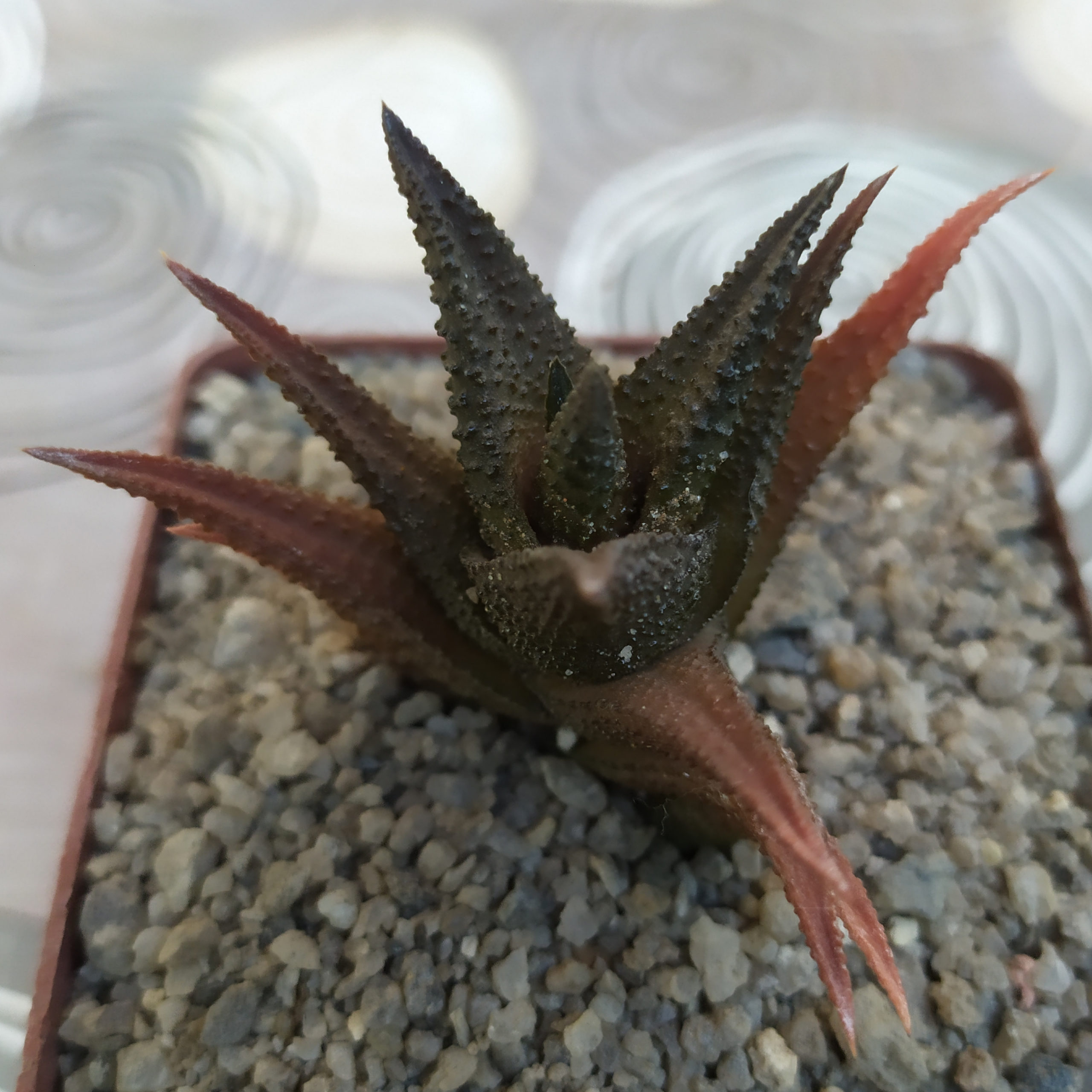 Haworthia scabra