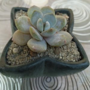 Echeveria glauca