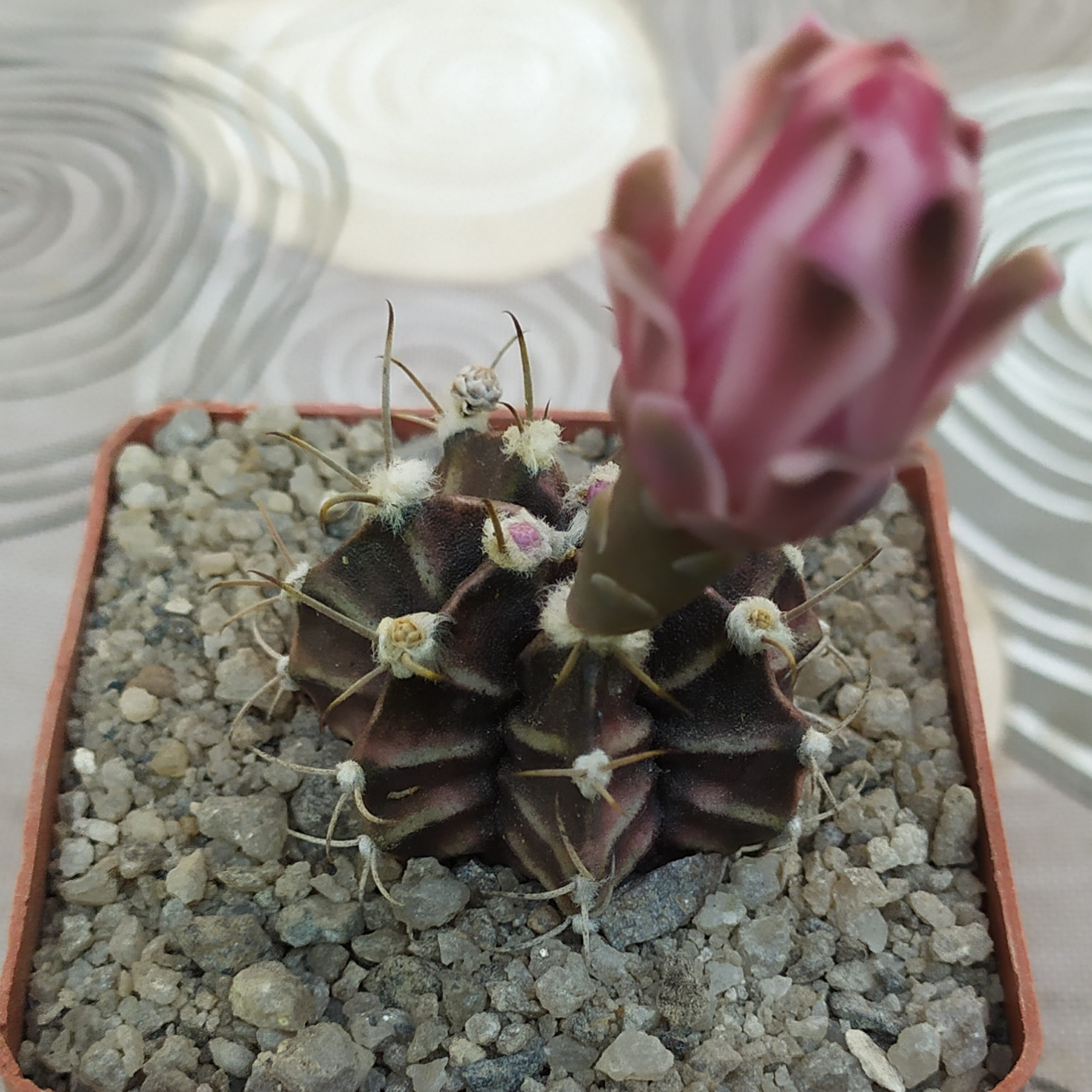 Gymnocalycium friedrichii