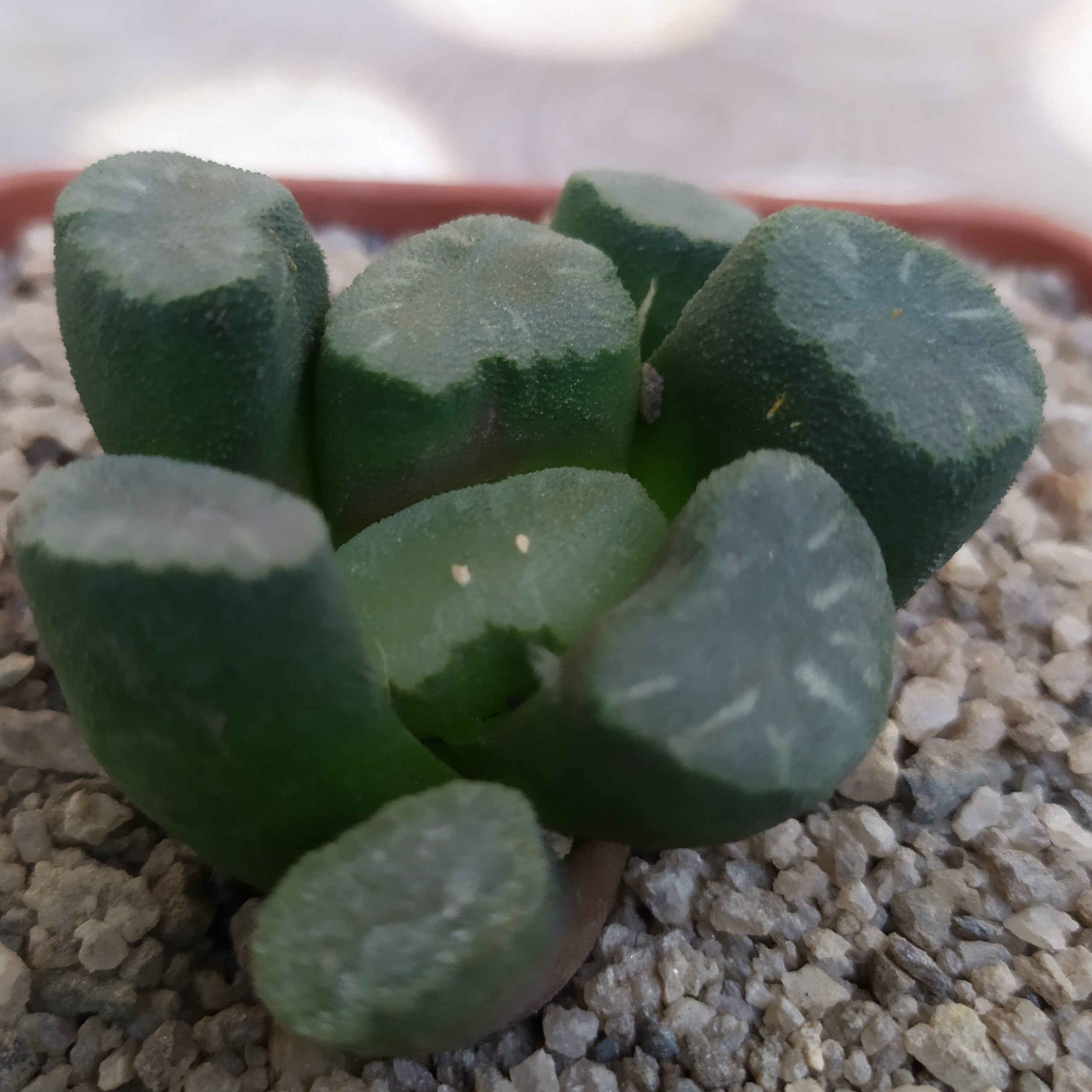 Haworthia maughanii MG 39.08
