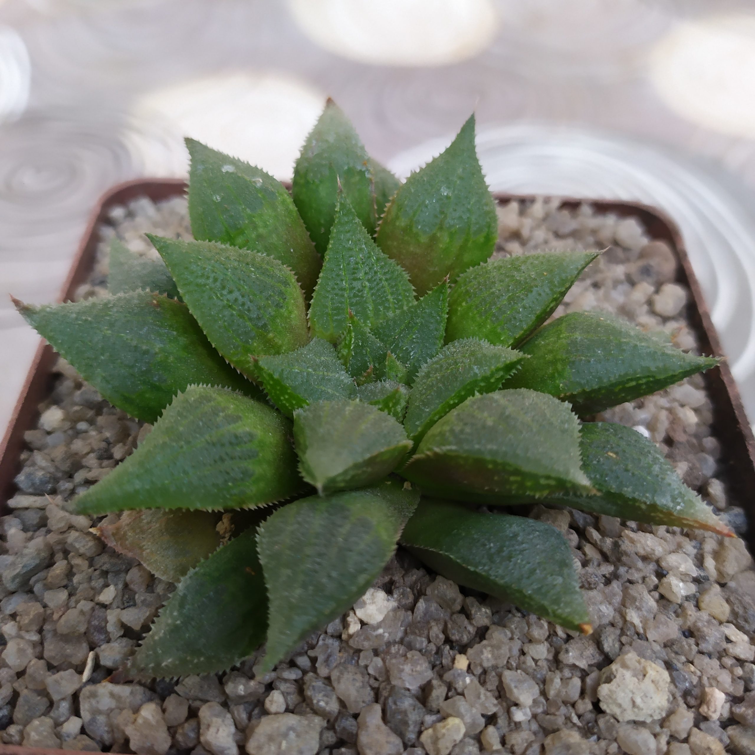 Haworthia pygmaea v. crystallina