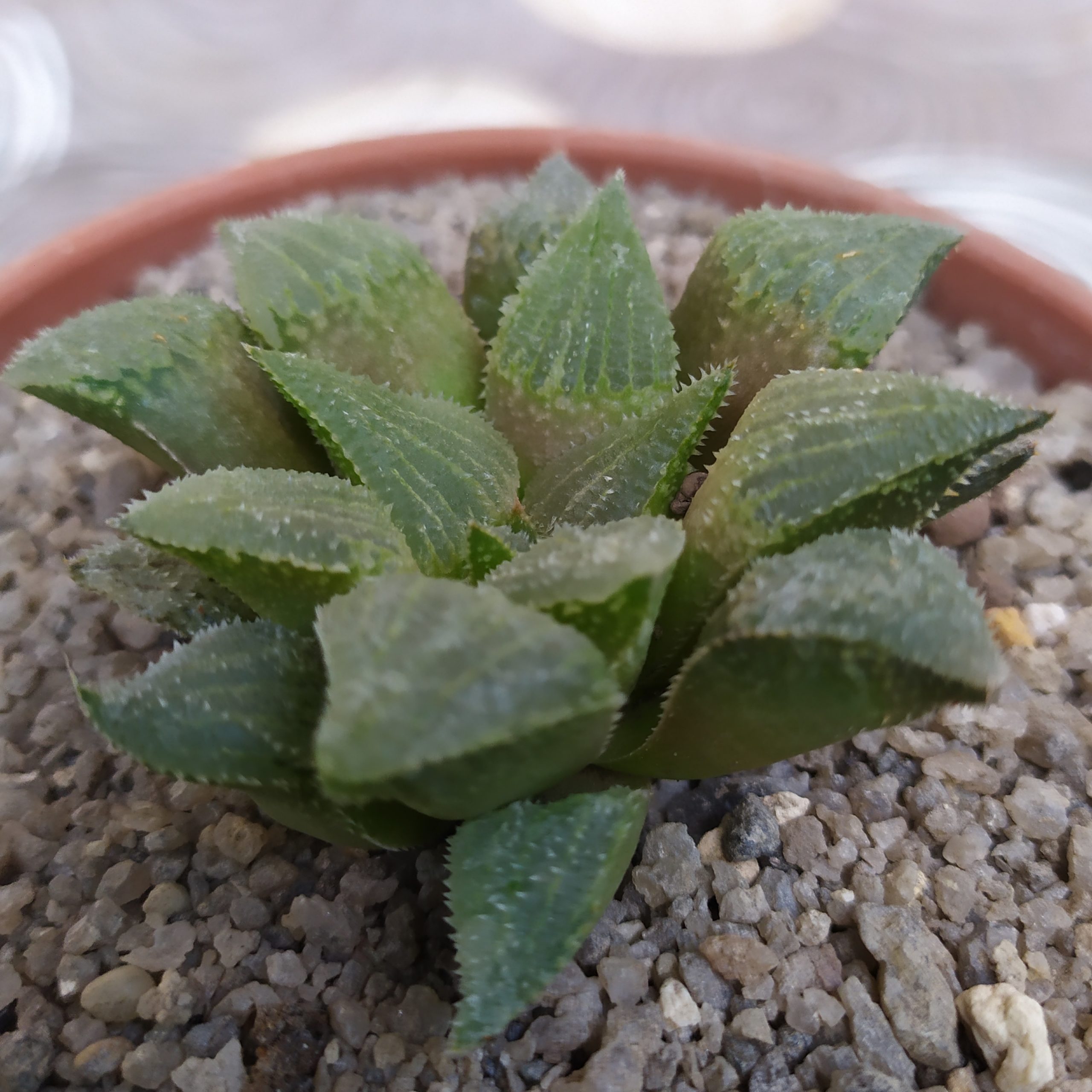 Haworthia pygmaea v. crystallina